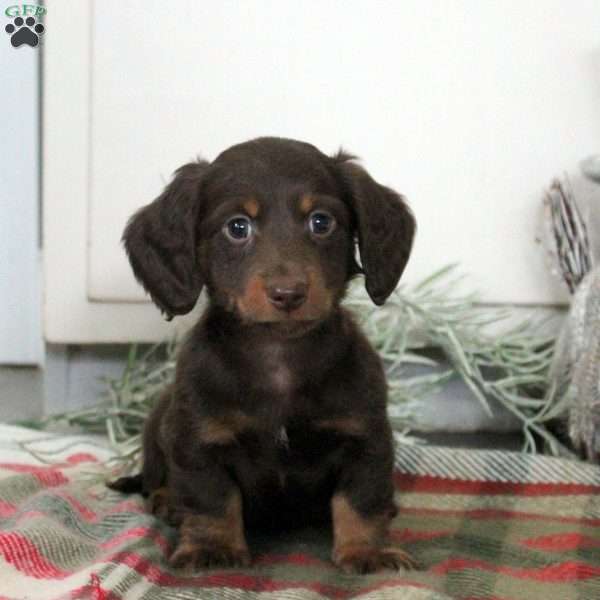 Parker, Dachshund Puppy