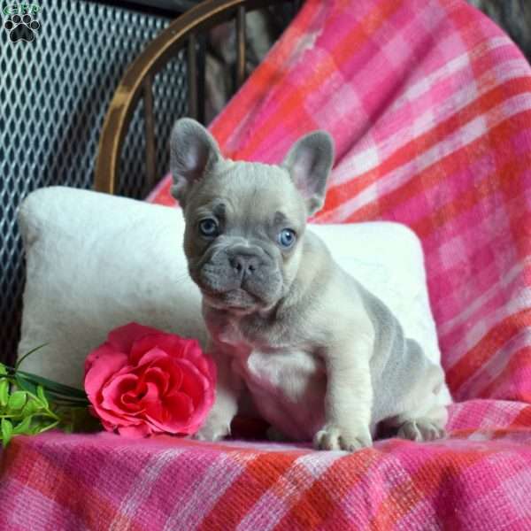 Parker, French Bulldog Puppy