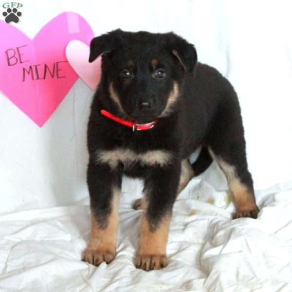 Parker, German Shepherd Puppy