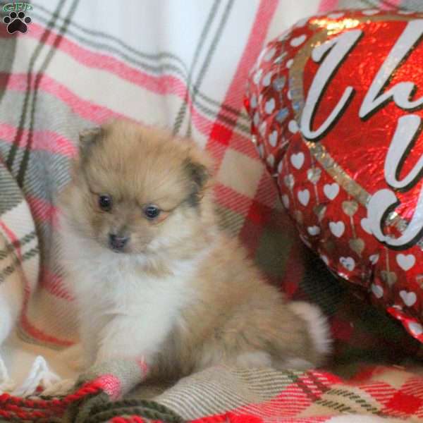 Parker, Pomeranian Puppy