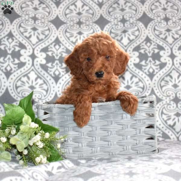 Parker, Mini Goldendoodle Puppy
