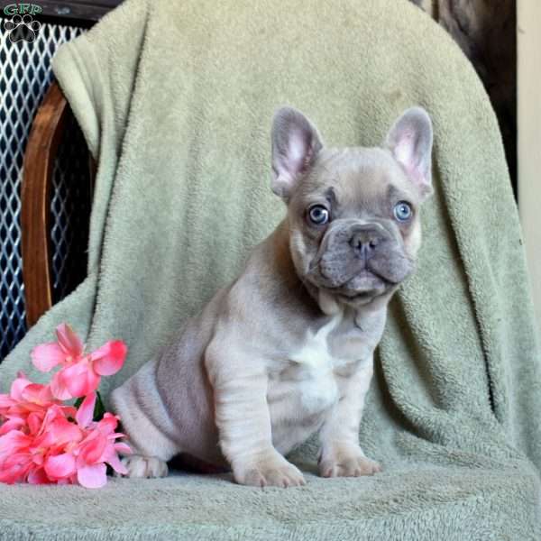 Parker, French Bulldog Puppy