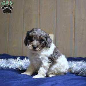 Parker, Cockapoo Puppy