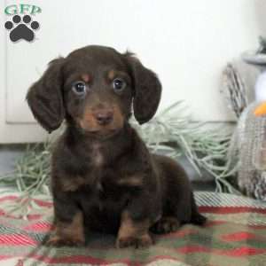 Parker, Dachshund Puppy