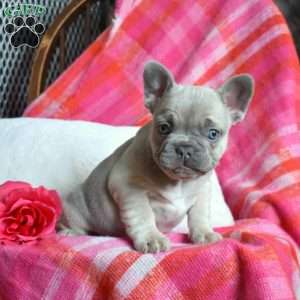 Parker, French Bulldog Puppy