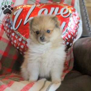 Parker, Pomeranian Puppy