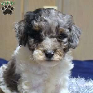 Parker, Cockapoo Puppy