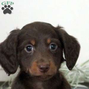 Parker, Dachshund Puppy