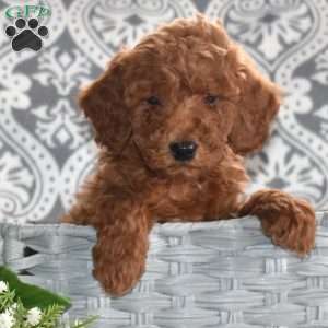 Parker, Mini Goldendoodle Puppy