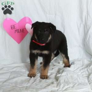 Parker, German Shepherd Puppy