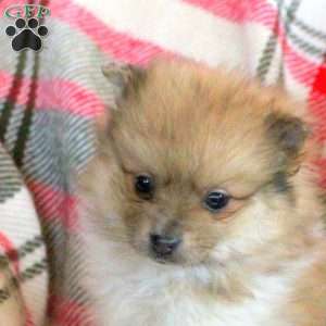 Parker, Pomeranian Puppy