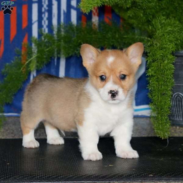 Parker, Pembroke Welsh Corgi Puppy