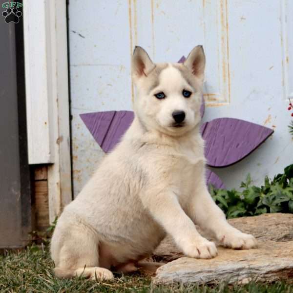 Parker, Siberian Husky Puppy