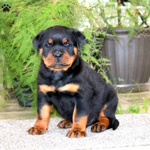 Parker, Rottweiler Puppy