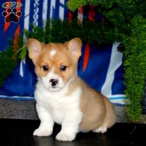 Parker, Pembroke Welsh Corgi Puppy