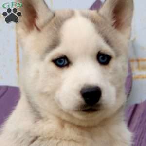 Parker, Siberian Husky Puppy