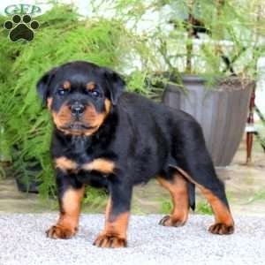 Parker, Rottweiler Puppy