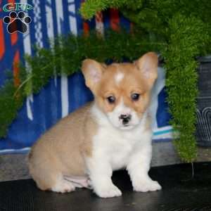Parker, Pembroke Welsh Corgi Puppy