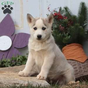 Parker, Siberian Husky Puppy