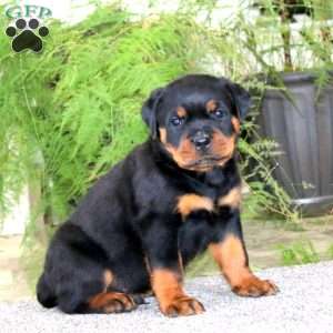 Parker, Rottweiler Puppy