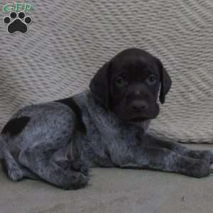 Parker, German Shorthaired Pointer Puppy