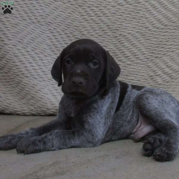 Parker, German Shorthaired Pointer Puppy