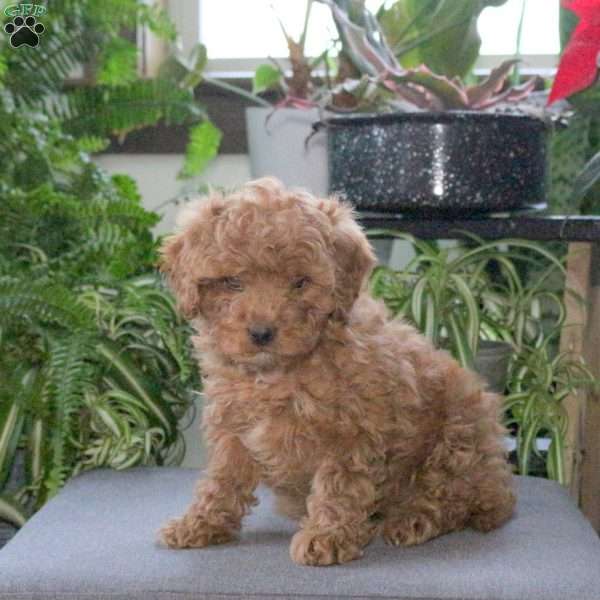 Patch, Miniature Poodle Puppy