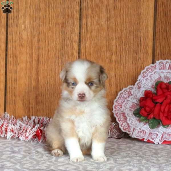 Patches, Miniature Australian Shepherd Puppy