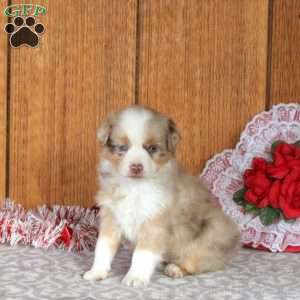 Patches, Miniature Australian Shepherd Puppy