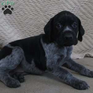Patricia, German Shorthaired Pointer Puppy