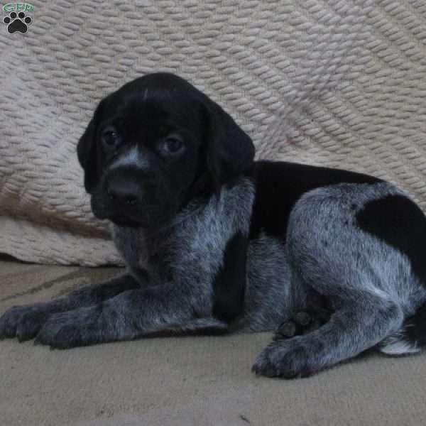 Patricia, German Shorthaired Pointer Puppy