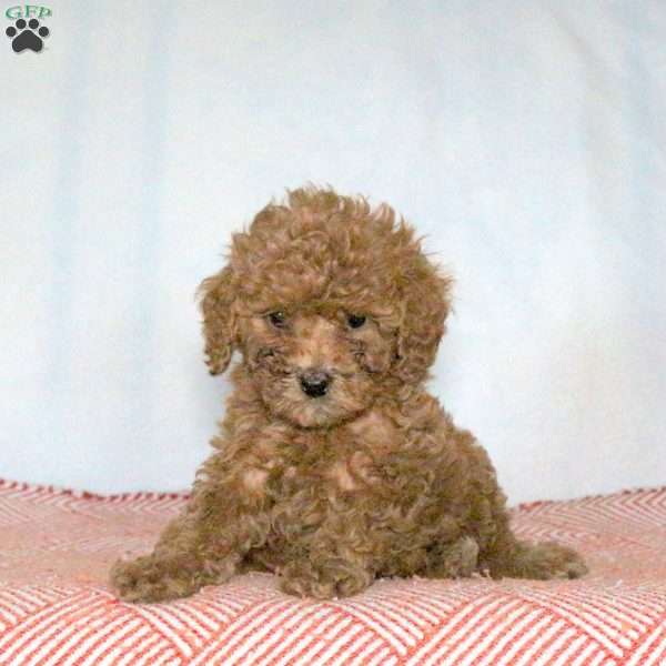 Patrick, Miniature Poodle Puppy