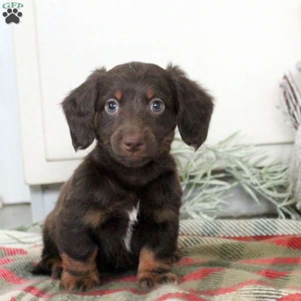 Patrick, Dachshund Puppy