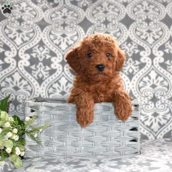 Patrick, Mini Goldendoodle Puppy