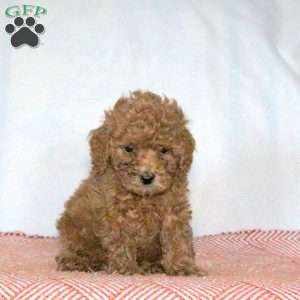 Patrick, Miniature Poodle Puppy