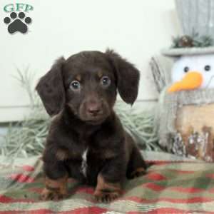 Patrick, Dachshund Puppy