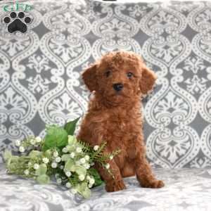 Patrick, Mini Goldendoodle Puppy