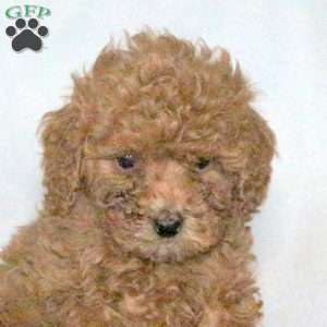 Patrick, Miniature Poodle Puppy
