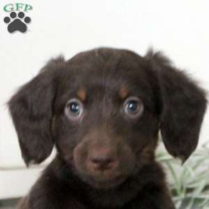 Patrick, Dachshund Puppy