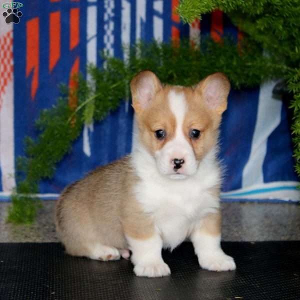 Patrick, Pembroke Welsh Corgi Puppy