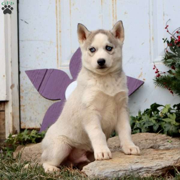Patrick, Siberian Husky Puppy