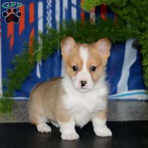 Patrick, Pembroke Welsh Corgi Puppy