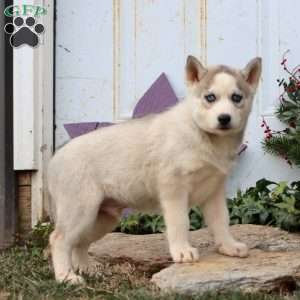 Patrick, Siberian Husky Puppy