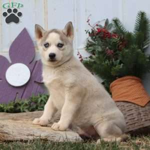 Patrick, Siberian Husky Puppy