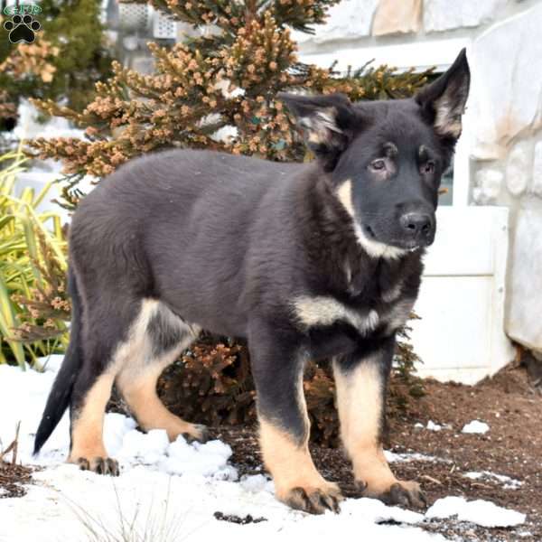 Patriot, German Shepherd Puppy