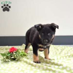 Patriot, German Shepherd Puppy