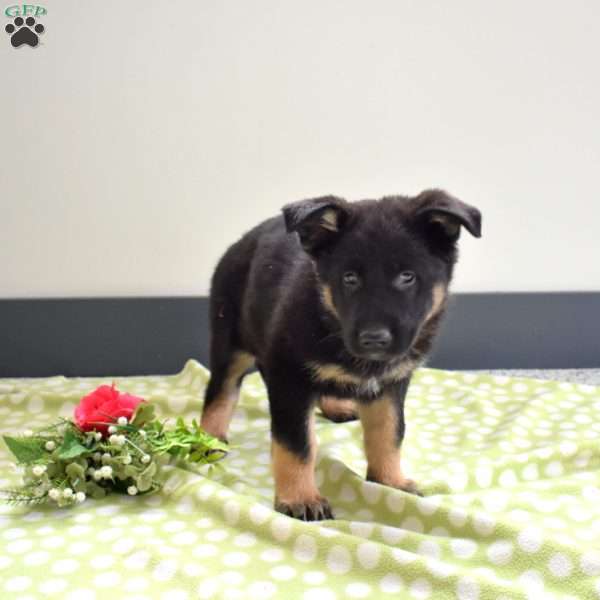 Patriot, German Shepherd Puppy