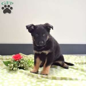 Patriot, German Shepherd Puppy