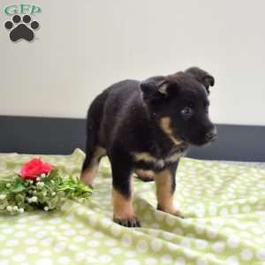 Patriot, German Shepherd Puppy