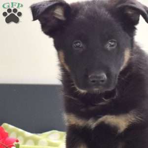 Patriot, German Shepherd Puppy